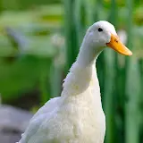 DuckTravel logo